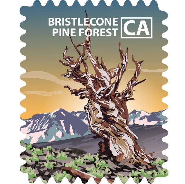 Ancient Bristlecone Pine Forest